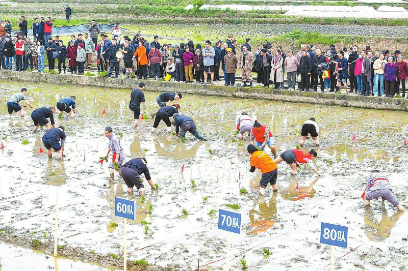 四川最早播种水稻地区拉开水稻移栽