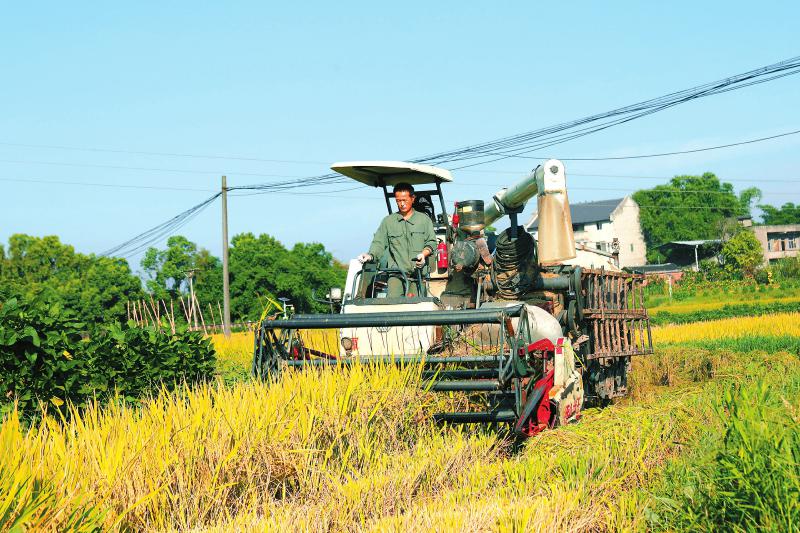 四川泸州200余万亩水稻迎丰收-