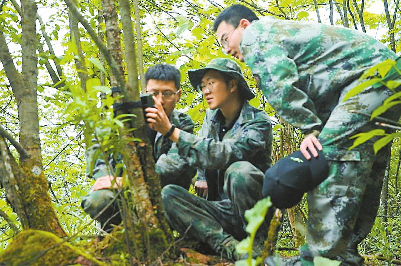 栖息地加速“缝合”大熊猫随性“串