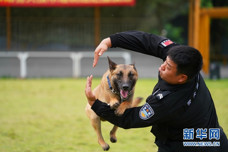 警犬技术人员在耐心地训练小警犬警犬技术人员与警犬亲密无间