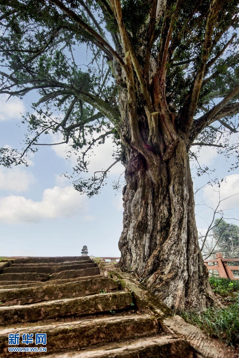 树是怎么长高的视频 1129166791_16696159251881n.jpg