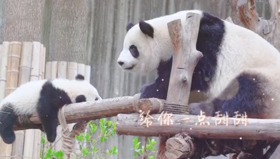 熊猫妈妈也要母亲节快乐哦