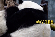 不让人省心的熊猫宝宝