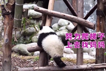 “翻山越岭”找妈妈