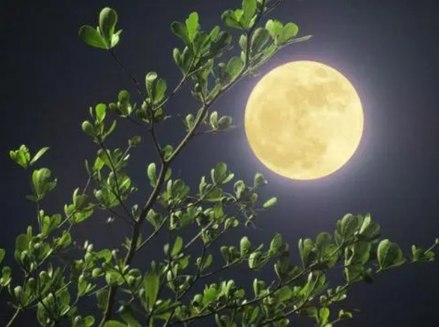歌曲《心中的月亮》：故乡的月亮 更圆更亮更难忘