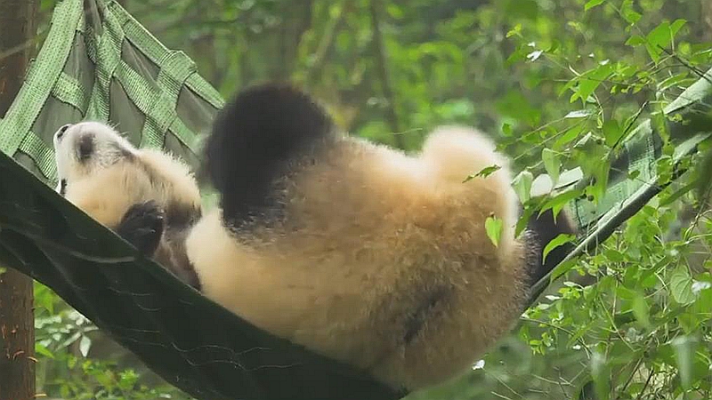 熊猫百问你来问｜为什么熊猫会学其他动物叫？