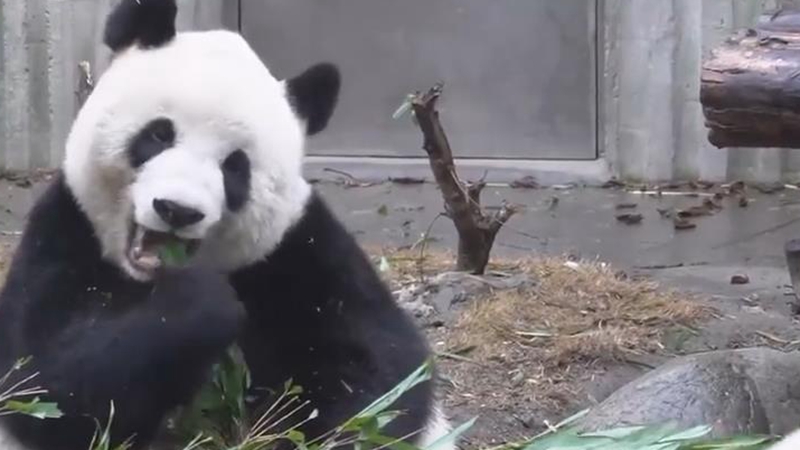 熊猫百问你来问｜为什么熊猫妈妈会把宝宝丢下自己跑去吃东西？