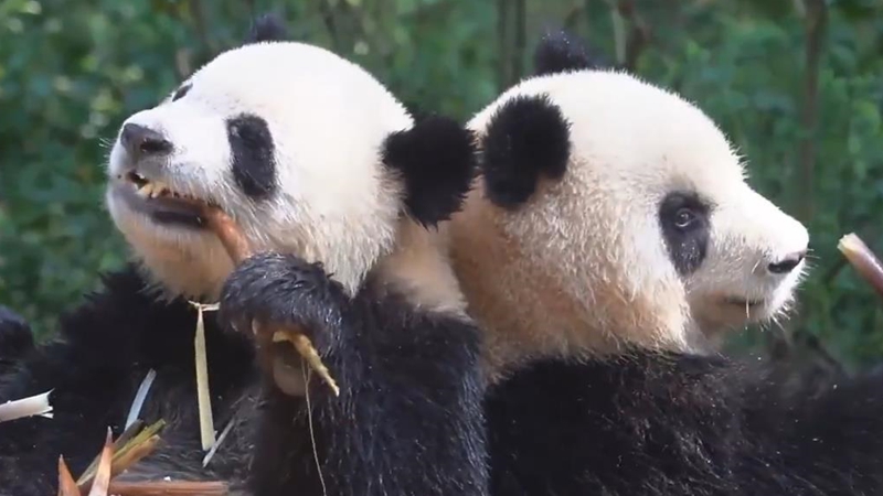 熊猫百问你来问｜大熊猫多久开始吃竹子？