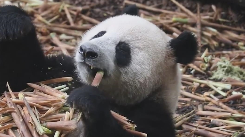 熊貓百問你來問｜熊貓臉識別是個什麼樣的技術？