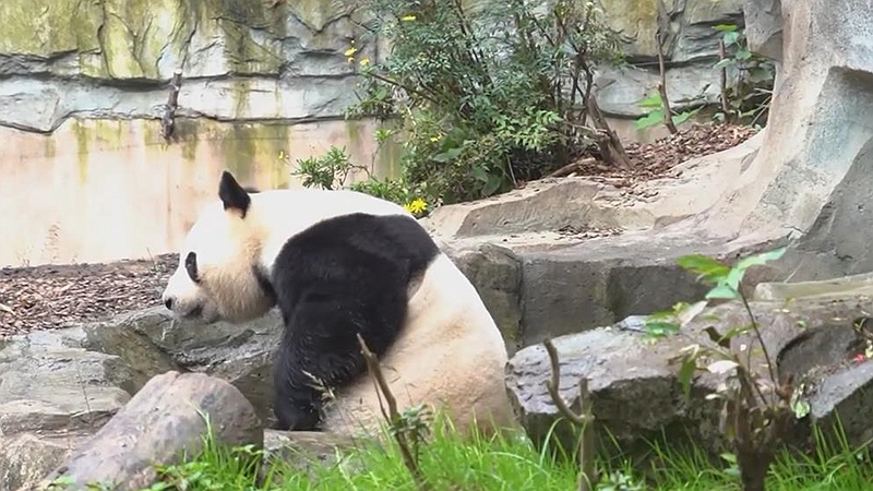 熊猫百问你来问｜母熊猫发情期会有什么表现？