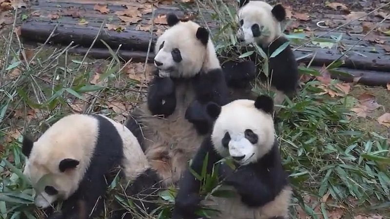 熊貓百問你來問｜熊貓是獨居還是群居的？