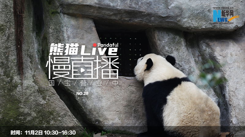 熊猫慢直播：国宝营业中㉘
