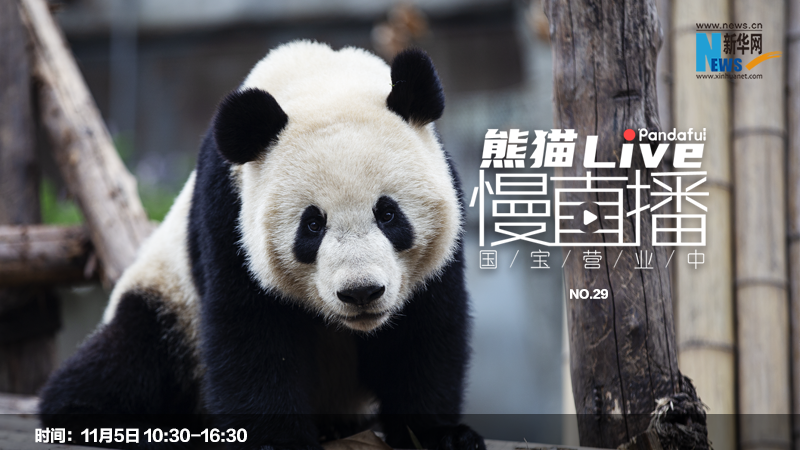 熊猫慢直播：国宝营业中㉙