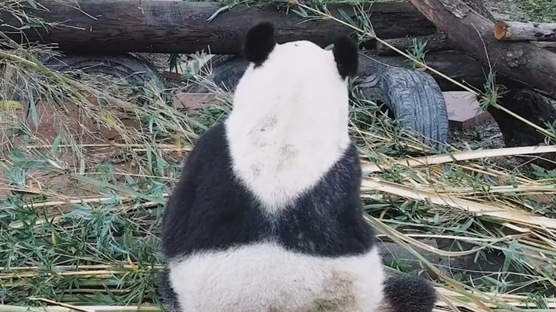 熊貓百問你來問｜熊貓媽媽在生産前會做什麼準備？