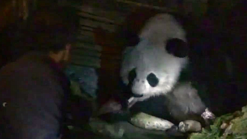 熊猫百问你来问｜大熊猫会吃肉吗？