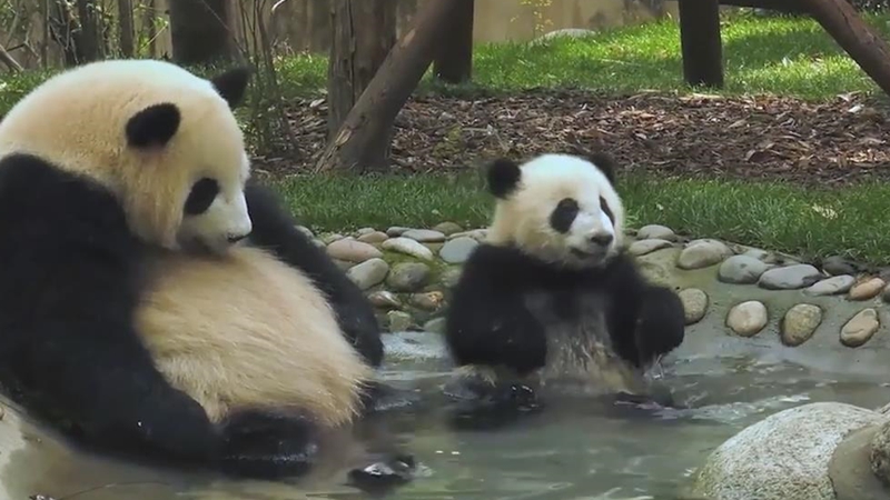 熊貓百問你來問｜熊貓愛洗澡嘛？怎麼看起來黃黃的？