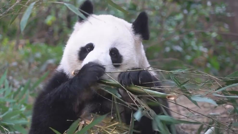 熊猫百问你来问｜大熊猫的消化能力怎么样？