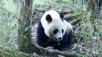 成都，给熊猫“不打扰的温柔”
