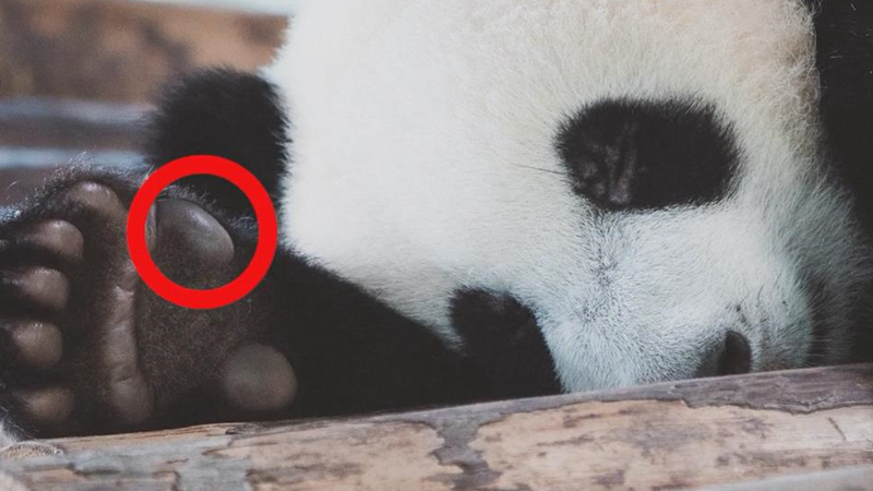 熊猫百问你来问｜大熊猫有几根手指？