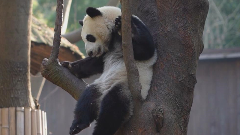 熊貓百問你來問｜大熊貓的作息是怎樣的？