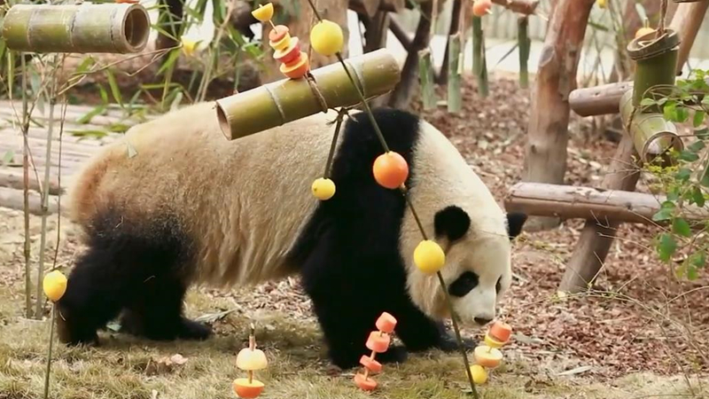 熊貓百問你來問｜大熊貓的配餐有哪些？