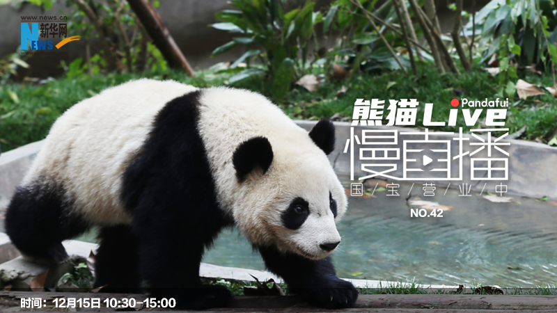熊猫慢直播：国宝营业中㊷