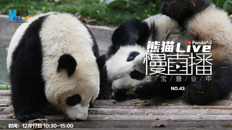 熊猫慢直播：国宝营业中㊸