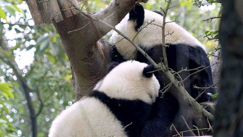 熊猫百问你来问｜熊猫宝宝应得到怎样的照顾？