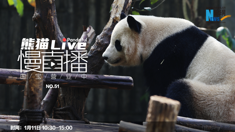 熊猫慢直播：国宝营业中（51）
