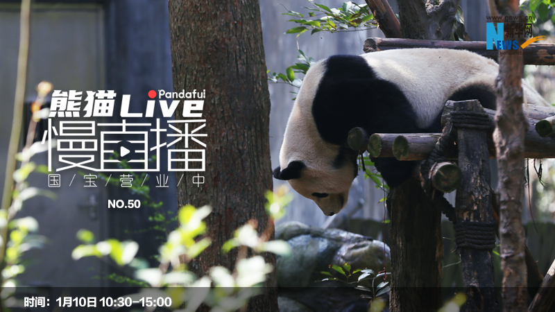 熊猫慢直播：国宝营业中㊿