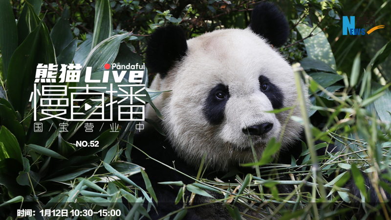 熊猫慢直播：国宝营业中（52）