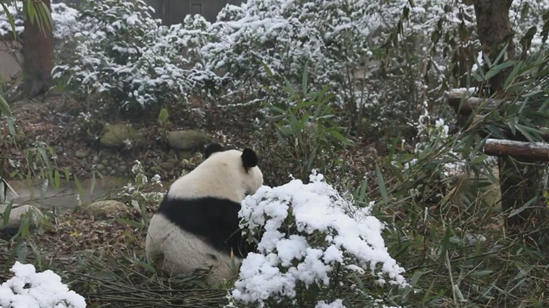 熊貓百問你來問｜大熊貓喜歡什麼樣的季節？
