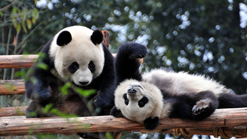 熊貓百問你來問｜大熊貓是怎麼出國的呢？
