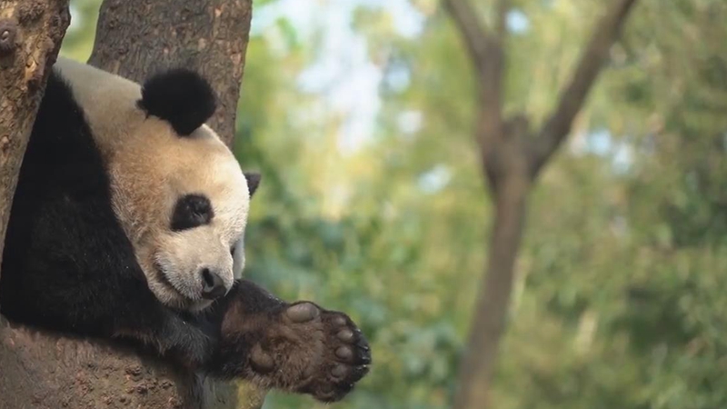 熊貓百問你來問｜大熊貓哪些部位是黑色的？