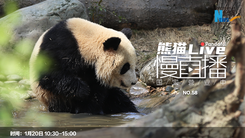 熊猫慢直播：国宝营业中（58）