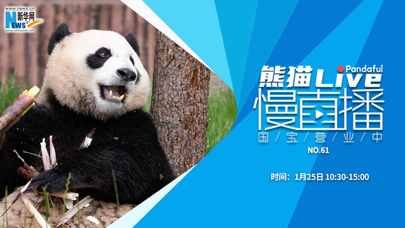 熊猫慢直播：国宝营业中（61）