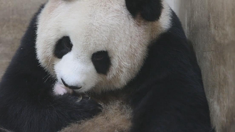 熊貓百問你來問｜熊貓媽媽會吃熊貓寶寶的糞便嗎？