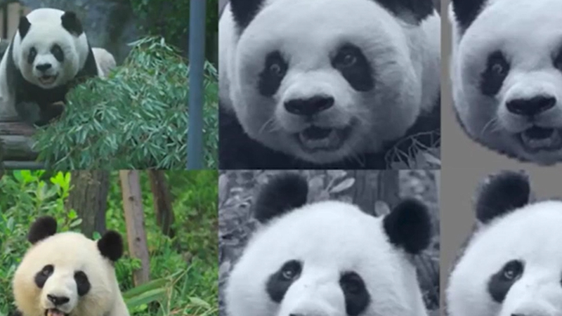 熊猫百问你来问｜熊猫识别技术会运用于哪些方面？