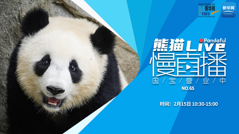 熊猫慢直播：国宝营业中（65）