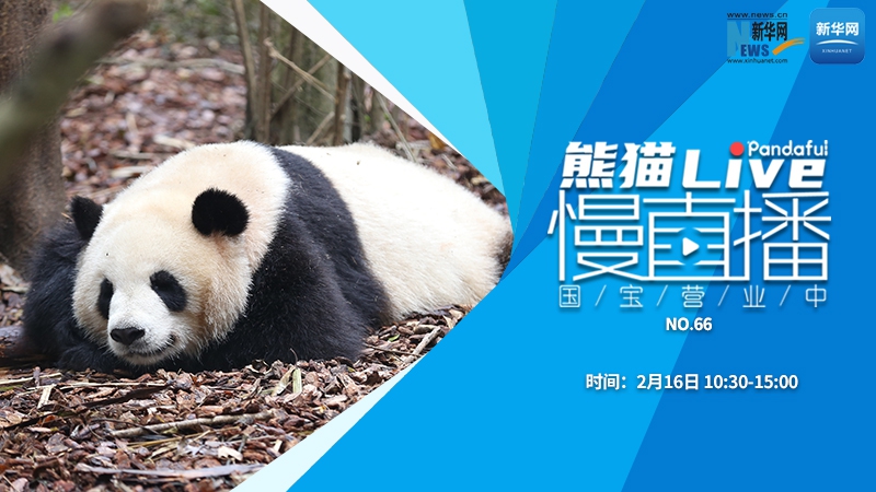 熊猫慢直播：国宝营业中（66）