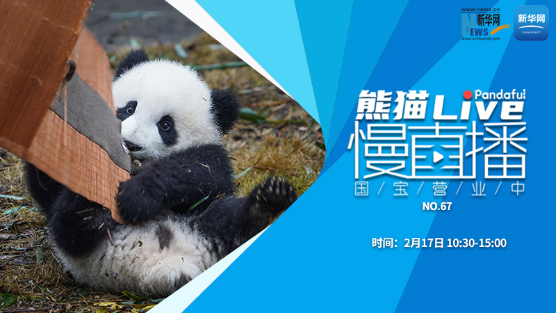 熊猫慢直播：国宝营业中（67）