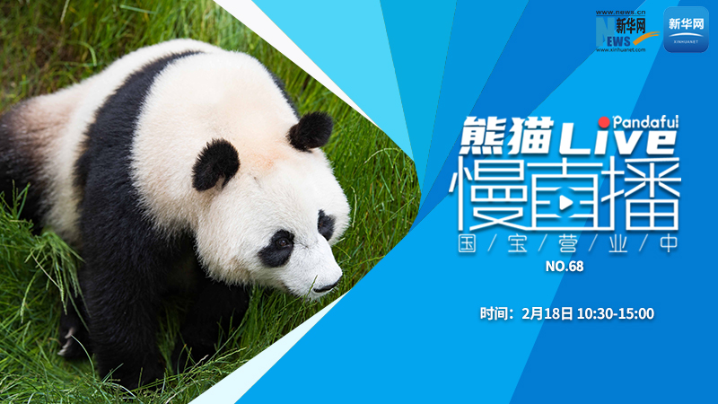 熊猫慢直播：国宝营业中（68）