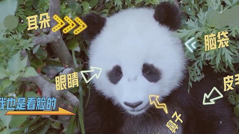 熊貓百問你來問｜飼養員是如何辨認大熊貓的？