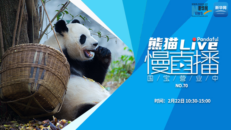 熊猫慢直播：国宝营业中（70）