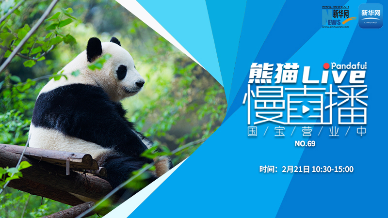 熊猫慢直播：国宝营业中（69）