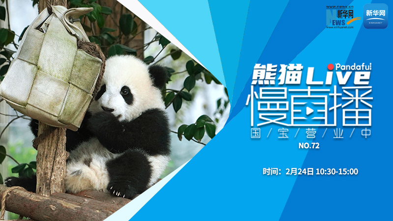 熊猫慢直播：国宝营业中（72）