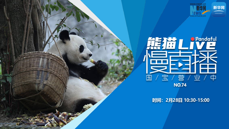 熊猫慢直播：国宝营业中（74）