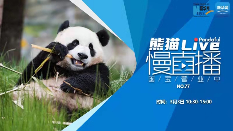 熊猫慢直播：国宝营业中（77）