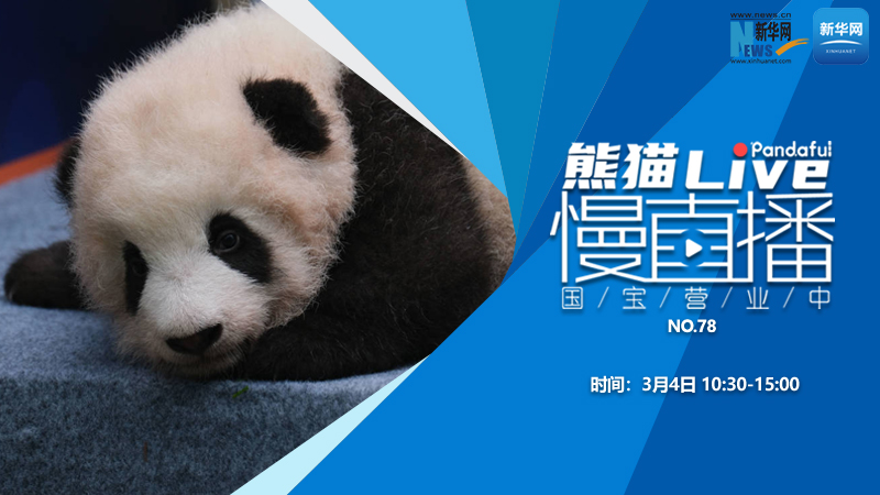 熊猫慢直播：国宝营业中（78）