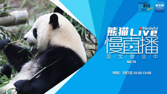 熊猫慢直播：国宝营业中（79）